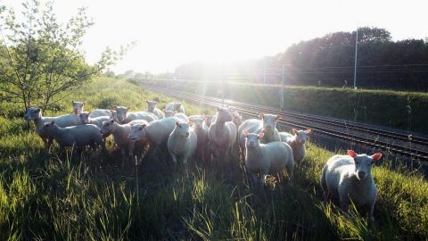 Sheep near the tracks in Herve, Belgium, source: Infrabel