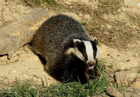 Badger coming out of a burrow